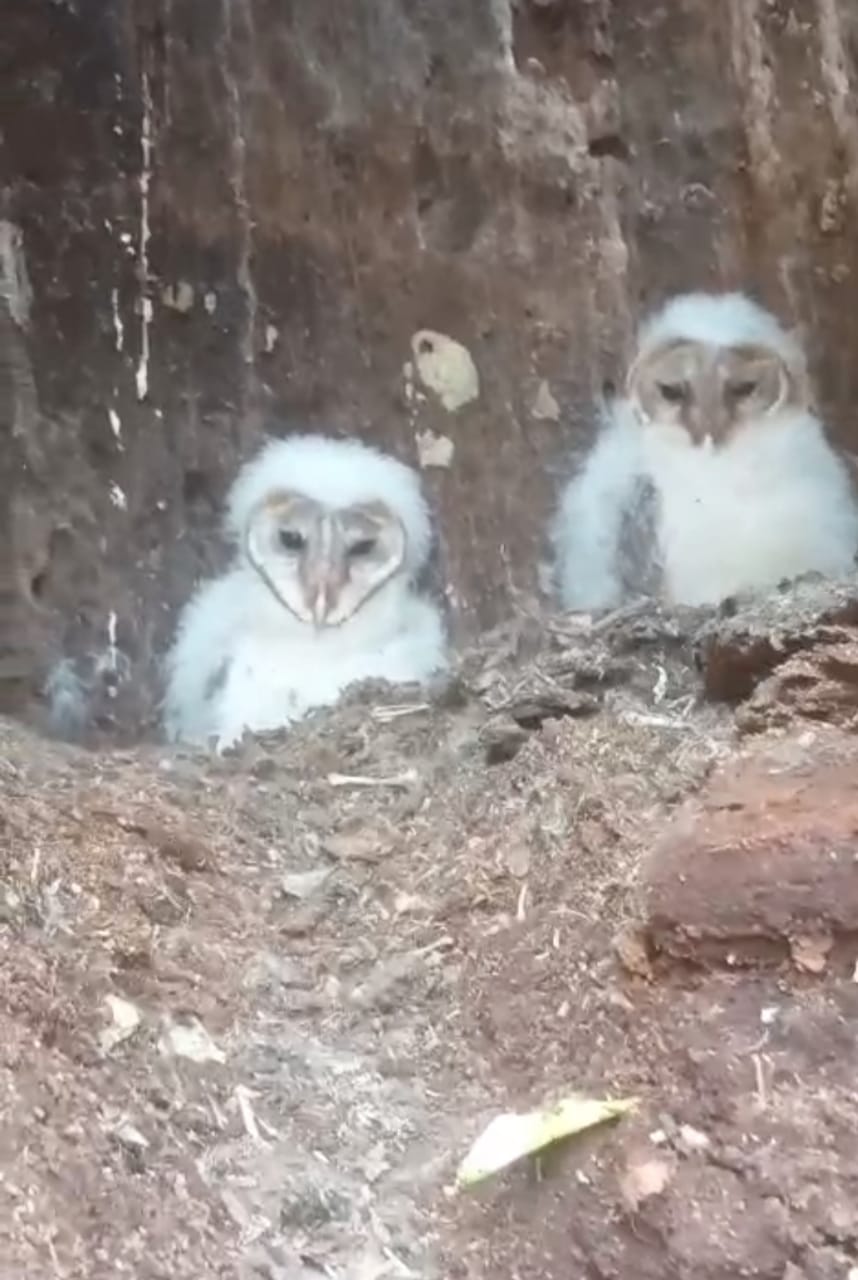 देव स्थल सेमल पेड़ में मिले सफेद रंग के तीन दुर्लभ पक्षी,वन अमला ने रेस्क्यू कर छोड़ा संजय पार्क