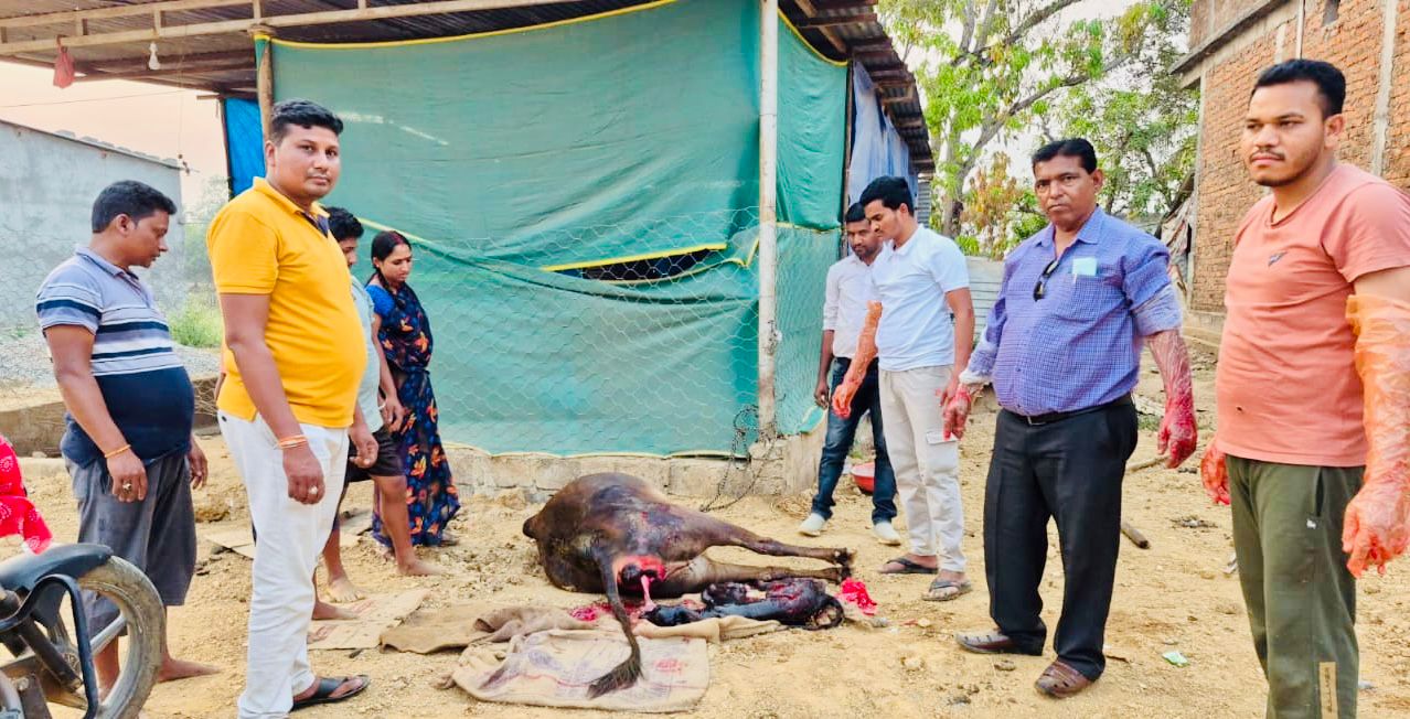 पशुपालन विभाग की तत्परता से गाय का सुरक्षित प्रसव