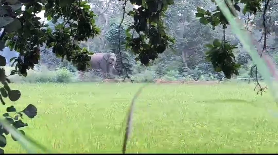 रसेला क्षेत्र में एक जंगली हाथी पहुंचने से क्षेत्र में दहशत का माहौल