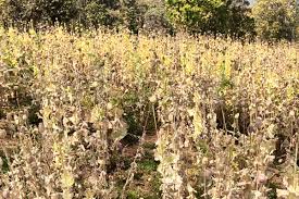 अफीम सिंडिकेट पर बड़ी कार्रवाई: मास्टरमाइंड गिरफ्तार, एक-एक कर खुल रही परतें