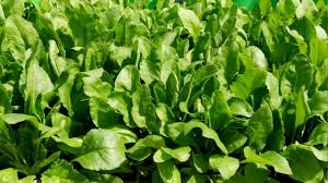 नवंबर महीना किसानों और बागवानों के लिए साग उगाने का सुनहरा अवसर,ये हरे साग की खेती बनाएगी मालामाल 