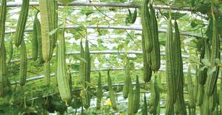 कम लागत, ज्यादा पैदावार:तोरई की इस किस्म की करें खेती,लाखों में होगी कमाई 