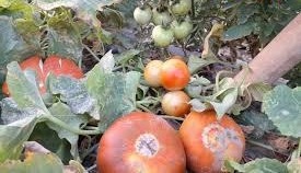 गर्मियों में खेती का स्मार्ट तरीका : मल्च तकनीक और सहफसली खेती से किसानों को हो रहा शानदार मुनाफा