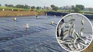 मछली पालन से आमदनी : बरसात में तालाब में गोबर के साथ ये चीज डालें,फिर देखें कमाल 