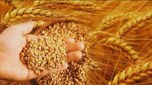 गेंहू की इन वैरायटी से मिलेगी 81 क्विंटल प्रति हेक्टेयर की पैदावार 