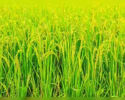 Paddy crops tips : धान के खेतों पर पैनी नजर बनाए रखें,नही तो फसल हो जाएगी बर्बाद,नोट करें बचाव के टिप्स