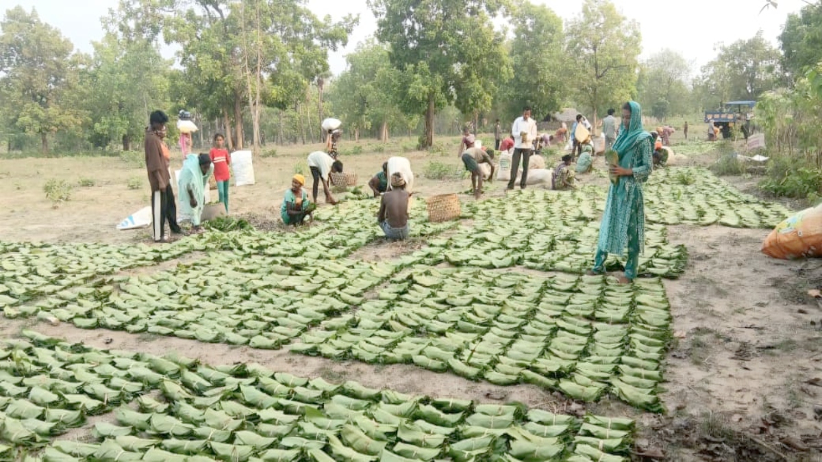 तेंदूपत्ता सीजन 2026 पर संकट टला, हड़ताल की चेतावनी के बीच शासन का बड़ा फैसला—कर्मचारी अब अत्यावश्यक सेवा में शामिल