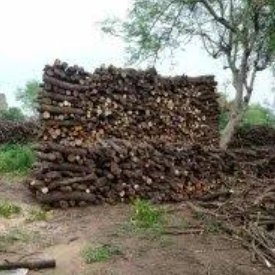 वन डिपो में दाह संस्कार के लिए लकड़ी नही, दाह संस्कार मे परेशानी