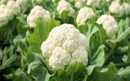  दिसंबर में इस तरीकें से करें फूलगोभी की खेती,होगी बंपर कमाई 