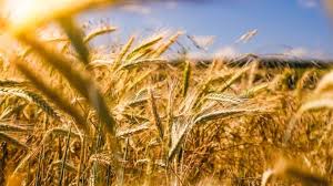 फसल सुनहरी और अधिक उत्पादन के लिए गेहूं की बुवाई से पहले किसान जरुर करें ये काम 