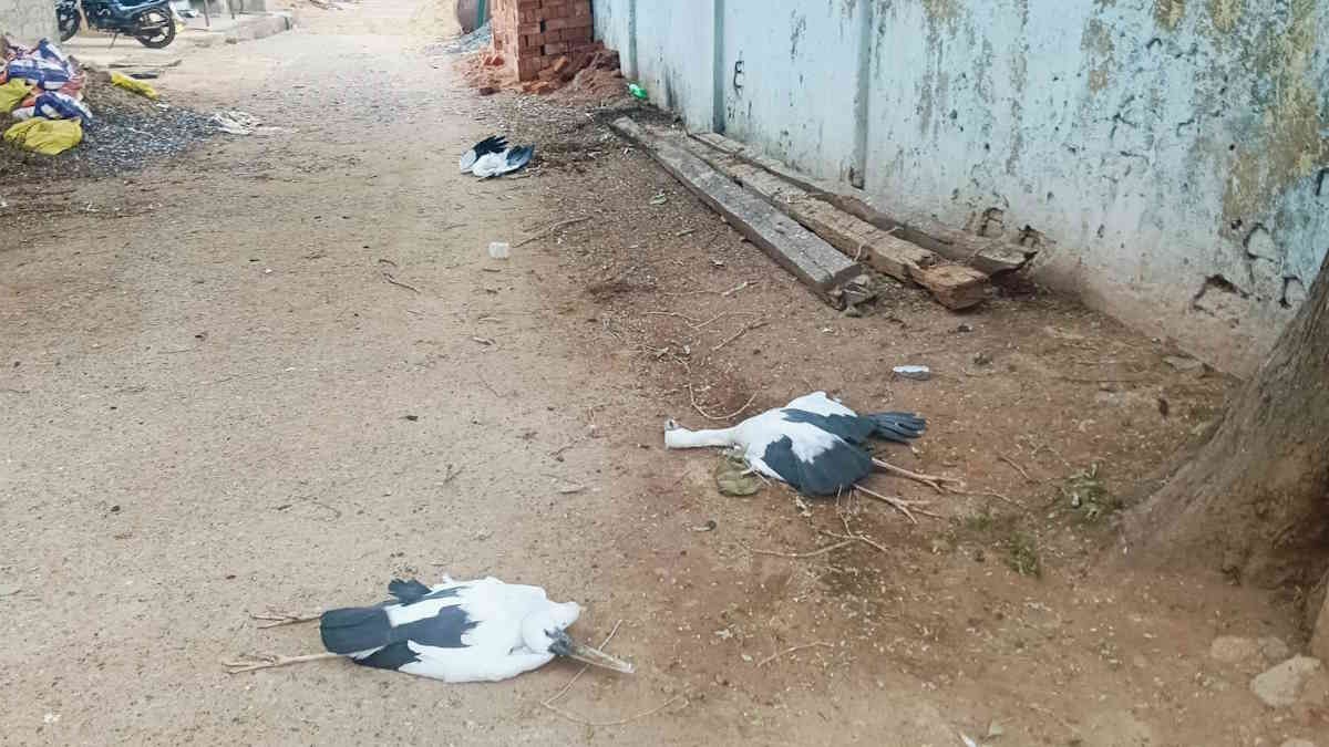 आकाशीय बिजली गिरने से 6 साइबेरियाई पक्षियों की मौत, तड़ित चालक की कार्यप्रणाली पर उठे सवाल