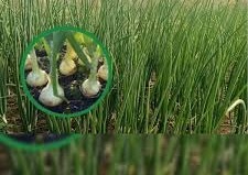 प्याज की क्वालिटी, चमक, कंद बढ़ाना है तो जरुर करें ये काम 