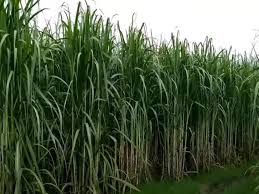 गन्ने की इस किस्म की करें खेती,मिलेगा एक साल में 600 क्विंटल उपज