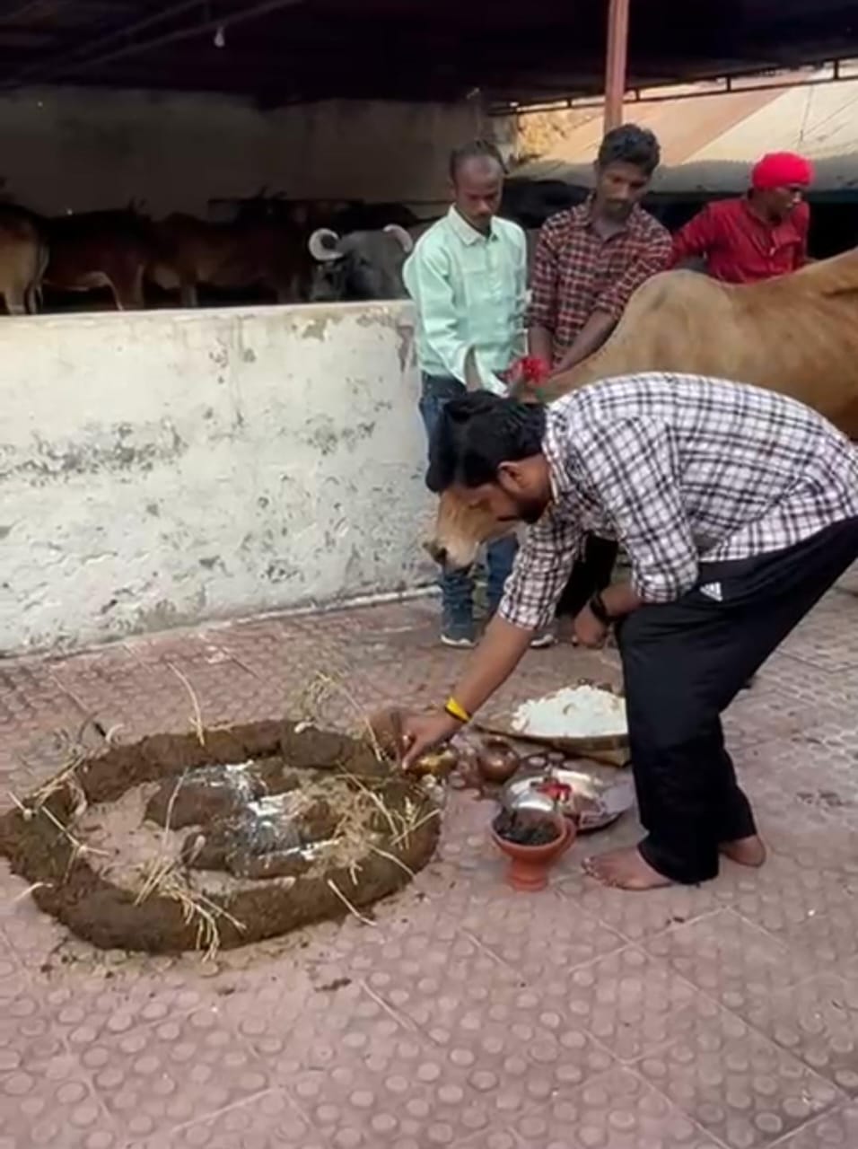 जिपं. उपाध्यक्ष विक्रांत सिंह ने गाय की पूजा अर्चना कर खिलाई खिचड़ी