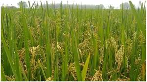 Utera Crop Benifits: एक खेत से कम मेहनत में डबल मुनाफा,धान काटने के पहले खेत में छिड़क दें बीज