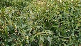 आलू-सरसों के बाद खाली पड़े खेतों में करें यह खेती, बंपर होगी पैदावार, कम समय में बन जाएंगे मालामाल