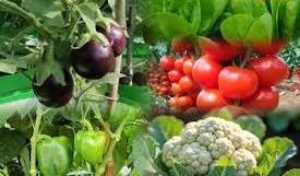 फरवरी का महीना गार्डनिंग के लिए है बेस्ट, इन 6 सब्जियों से मिलेगा जबरदस्त फलन