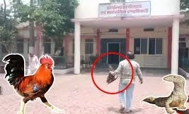 अनोखा मामला : देसी मुर्गा लेकर तहसील कार्यालय पहुंचा शख्स, अधिकारियों में मचा हड़कंप