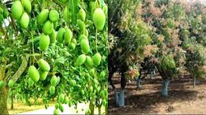 आम के बागवान सावधान! पत्तों पर दिख रहे हैं फोड़े-फुंसी जैसे दाने, तुरंत अपनाएं ये उपाय वरना नहीं आएगा फल