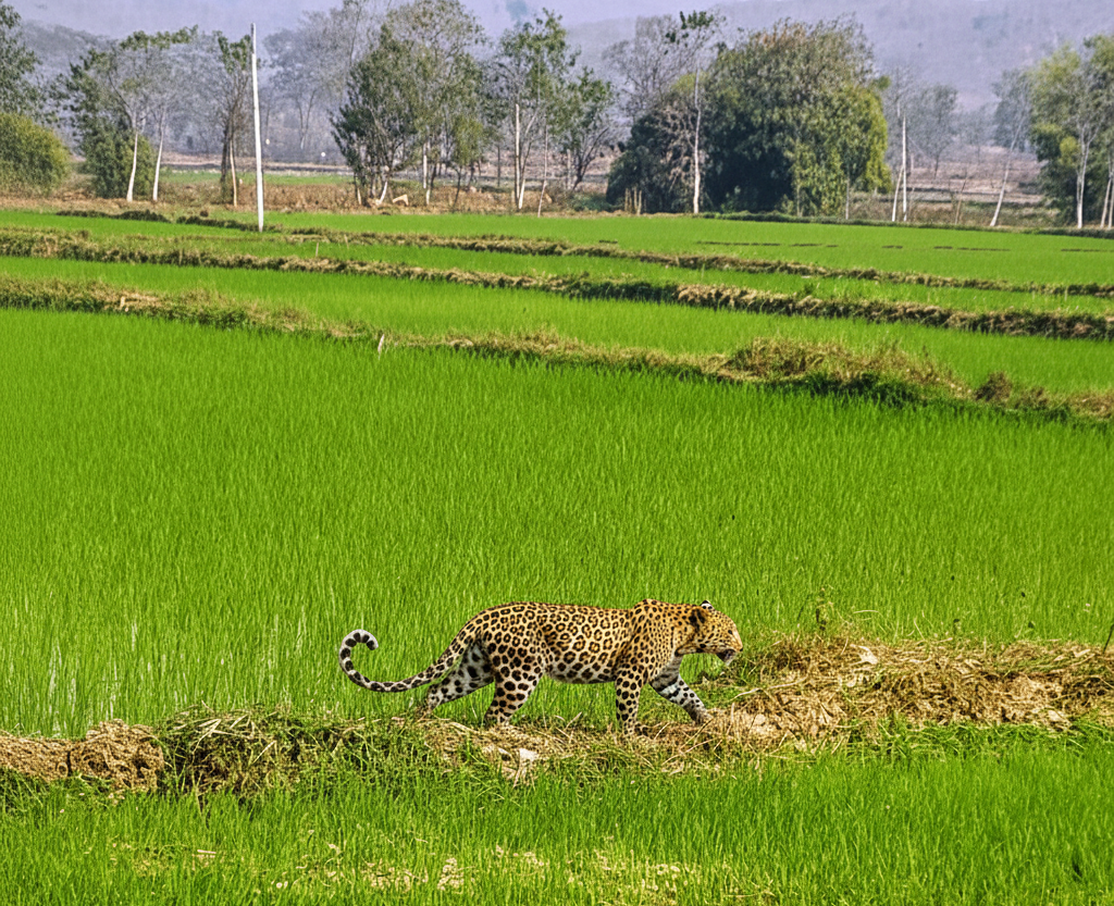  मां से बिछड़कर खेत में पहुंचा चार माह का तेंदुए का शावक,ग्रामीणों के सहयोग से वन विभाग ने किया सुरक्षित रेस्क्यू