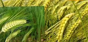 दिसंबर में उगाएं ये गुलंबरी गेहूं,दिखने में तांबे जैसी, उत्पादन सोना