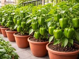 इन आसान तरीकों से घर की बालकनी में उगाएं हरी भरी शिमला मिर्च