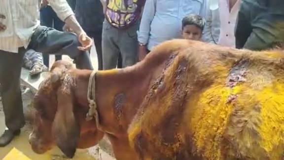 भिलाई में गोवंश पर हमला, हिंदूवादी संगठनों का थाने का घेराव