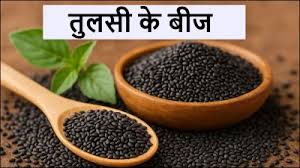 तुलसी के बीज खाने से मिलते हैं कई गजब के फायदे,डाइट में जरुर करें शामिल 