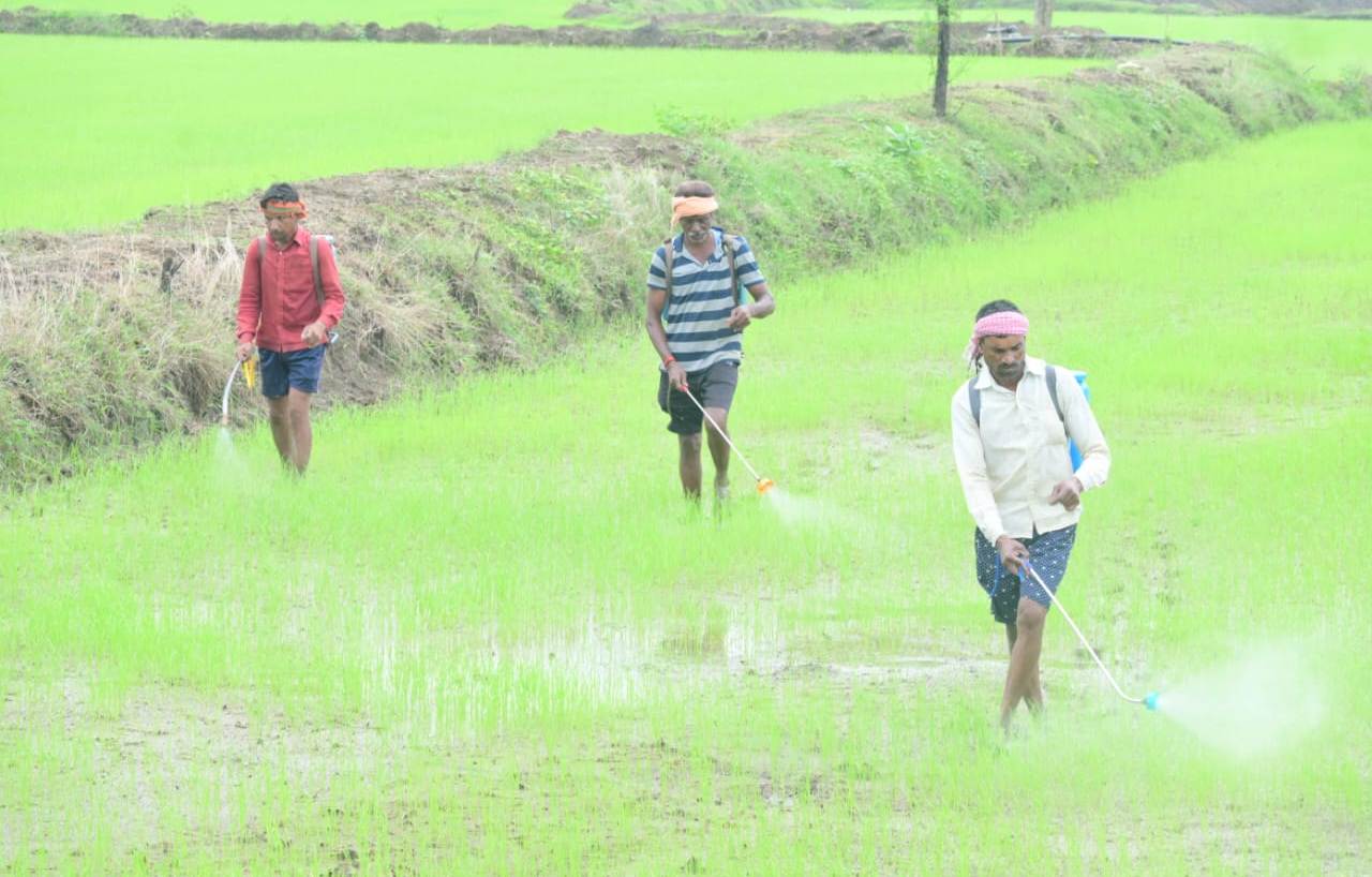 राजनांदगांव जिले में पर्याप्त मात्रा में खाद और बीज उपलब्ध