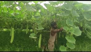 किसान इस किस्म के कद्दू की कर लें खेती, घर बैठे बन जाएंगे धनवान