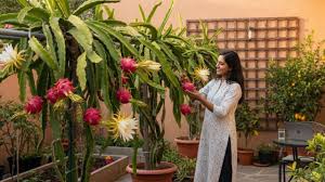 ड्रैगन फ्रूट की खेती करें अपनी छत पर मिलेगी बपंर पैदावार,यहां जानें कैसे?