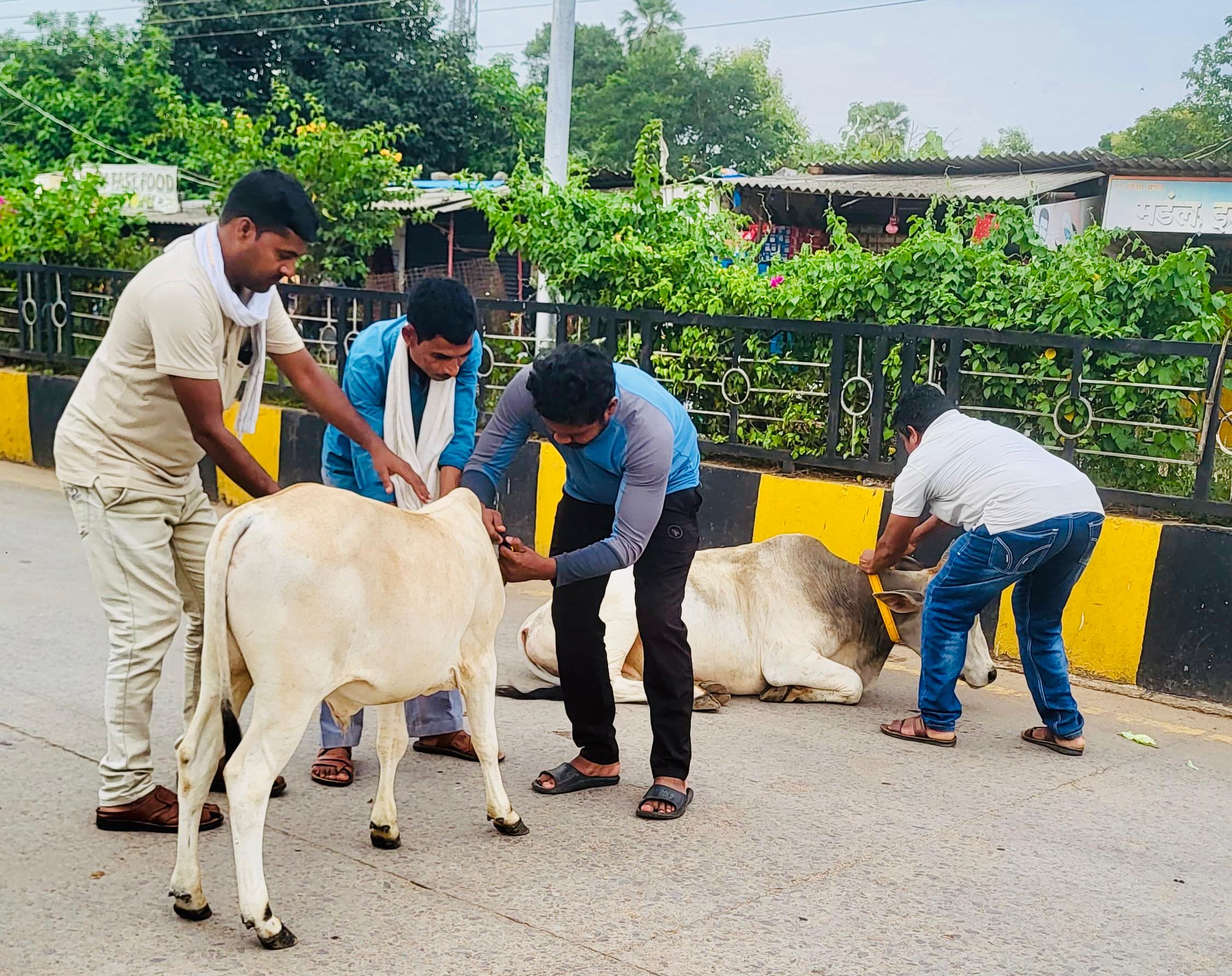 सड़क दुर्घटनाओं को रोकने पशुओं को लगाया गया रेडियम बेल्ट 
