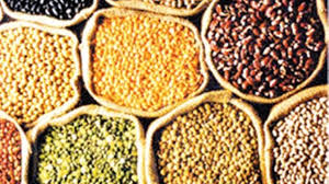 किसानों के हित में छत्तीसगढ़ सरकार के अहम फैसले,दलहन-तिलहन या मक्का की फसल उगाने पर मिलेगा फायदा