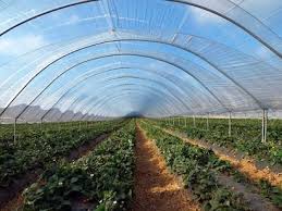 किसानों के लिए सलाह: आधुनिक तकनीक से सब्जी की खेती करें, होगा ज्यादा मुनाफा