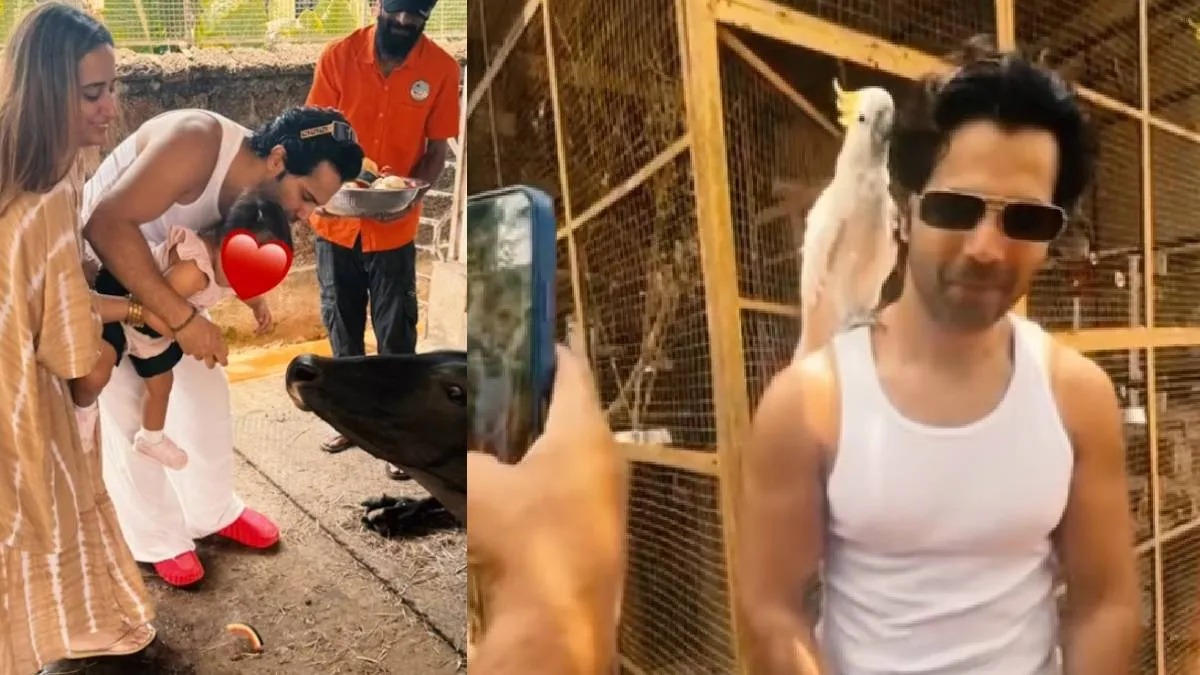 जन्मदिन पर वरुण धवन ने की गौ सेवा, बेटी लारा संग खिलाया चारा