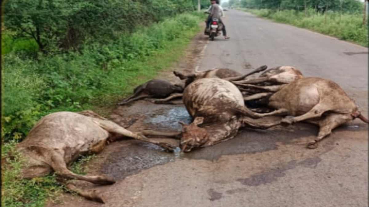 छत्तीसगढ़ : सड़क किनारे फिर मृत मिले 22 मवेशी, दम घुटने से हुई है मौत