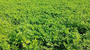 कम लागत, ज्यादा फायदा: इस खेती से साल में दो बार होगी तगड़ी कमाई