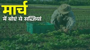 किसानों के लिए मौका: मार्च में इन सब्जियों की खेती से होगी अच्छी आमदनी