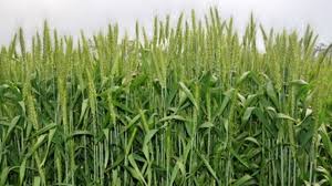 गेहूं की ये वैरायटी कम पानी में देती है बंपर पैदावार