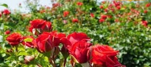 फूलों की खेती से लाखों की कमाई,युवक ने शुरू किया ऐसा बिजनेस, अयोध्या तक फैली खुशबू 