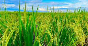 Paddy Farming Tips :धान के पौधों में बाली निकल रही है, तो डाल दें NPK का ये खास मिश्रण... चमकदार होंगे दाने, फसल होगी तगड़ी