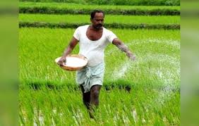 7 में से 6 सोसायटियों में यूरिया की कमी , ऐन वक्त पर किसान भटक रहे 
