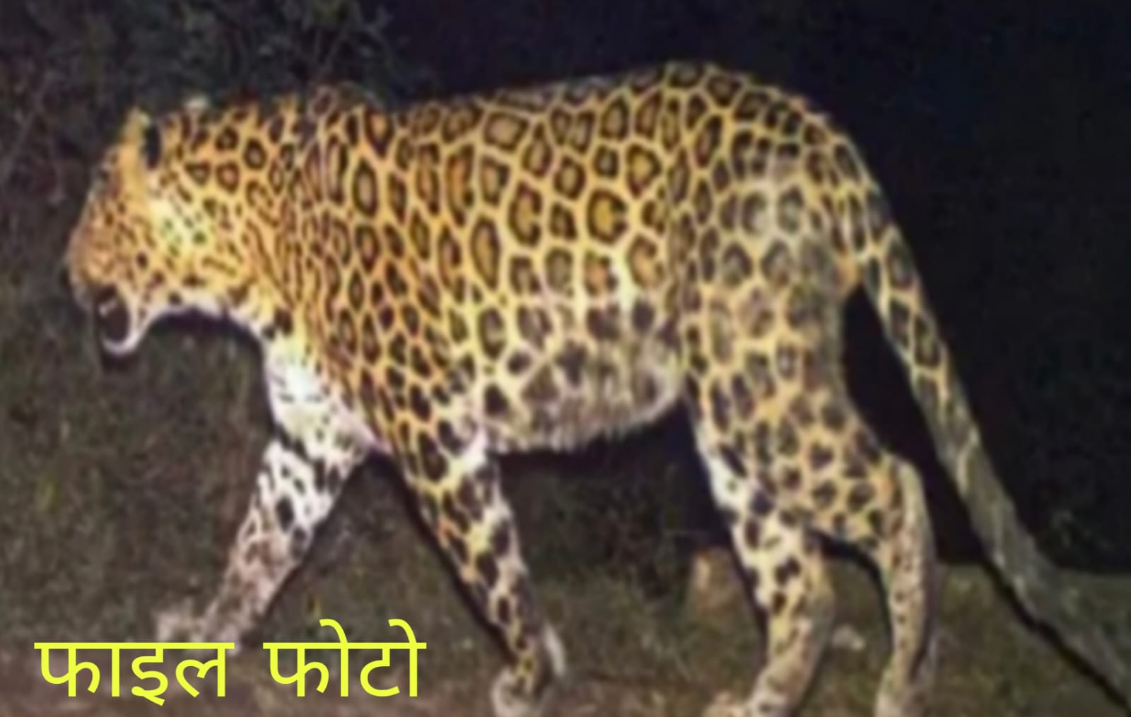 छुरिया क्षेत्र में फिर से तेंदुआ की दस्तक, भय का बना माहौल
