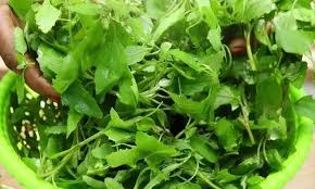 सर्दियों में दवा के कम नहीं बथुआ,कई समस्याओं से दिलाता है राहत