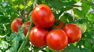 Grow Tomato At Home: घर के गमलें में इन तरीकों से उगाएं टमाटर