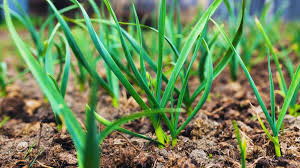 लहसुन की खेती किसानों को बना रही मालामाल,अपनाएं ये ट्रिक 