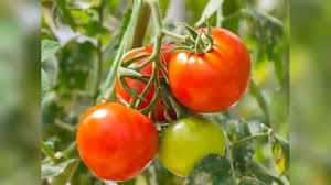 खेती में नवाचार का कमाल, टमाटर से हर सीजन में कमाई