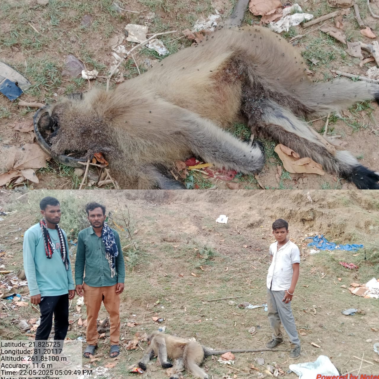 वन परिक्षेत्र सहसपुर लोहारा अंतर्गत बंदर की हत्या करने वाले आरोपी के विरूद्ध प्रकरण पंजीबद्ध किया गया