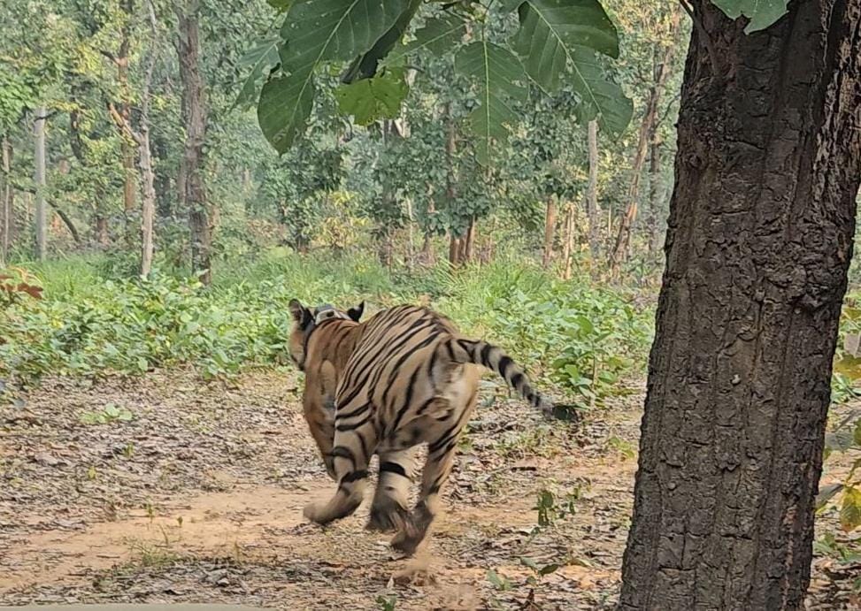 तमोर पिंगला टायगर रिजर्व में गूंजेगी रेस्क्यू किए गए बाघ की दहाड़