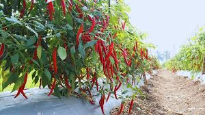 कम लागत में बंपर पैदावार: प्लास्टिक शीट के नीचे करें मिर्च की खेती,जाने तरीका